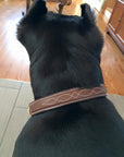ExionPro Fancy Stitched Padded Leather Dog Collar - Brown Padding