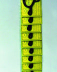 Spur Tie Downs - Single Pair, Quick Strip, or Counter Display Box