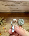 Ring - Size 6 -Purple Spiny & Sterling Silver