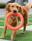 Dog Ring Toy