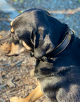 Halter Ego® Milan - Black Leather & Burnished Gold Trim Dog Collar