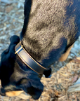 Halter Ego® Milan - Black Leather & Burnished Gold Trim Dog Collar