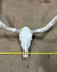 Cow Skulls With Polished Horns 4-5ft