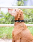 Halter Ego® Black Patent Celebrity Dog Collar