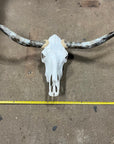Cow Skulls With Polished Horns 4-5ft