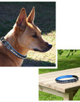 ExionPro White & Blue Bling Dog Collar With Leash