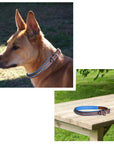 ExionPro Dark Blue Bling Dog Collar With Leash