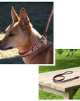ExionPro Red Bling Padded Dog Collar With Dog Leash