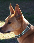 ExionPro Blue Bling Dog Collar
