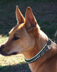 ExionPro Blue Bling Dog Leash