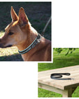 ExionPro Blue Bling Dog Leash
