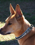 ExionPro White & Blue Bling Dog Collar