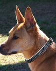ExionPro Black Bling Dog Collar