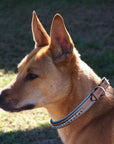 ExionPro Dark Blue Bling Dog Collar