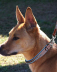 ExionPro Dark Blue Bling Dog Leash