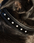 Halter Ego® Black Patent Celebrity Dog Collar