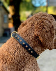Halter Ego® Black Leather Safari Dog Collar