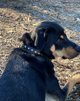 Halter Ego® Black Leather Safari Dog Collar