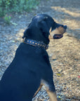 Halter Ego® Black Leather Safari Dog Collar