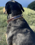 Halter Ego® Brown Patent Florence Dog Collar