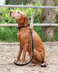 Halter Ego® Brown Patent Florence Dog Collar