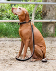 Halter Ego® Brown Patent Florence Dog Leash