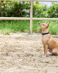 Halter Ego® Black Leather Safari Dog Leash