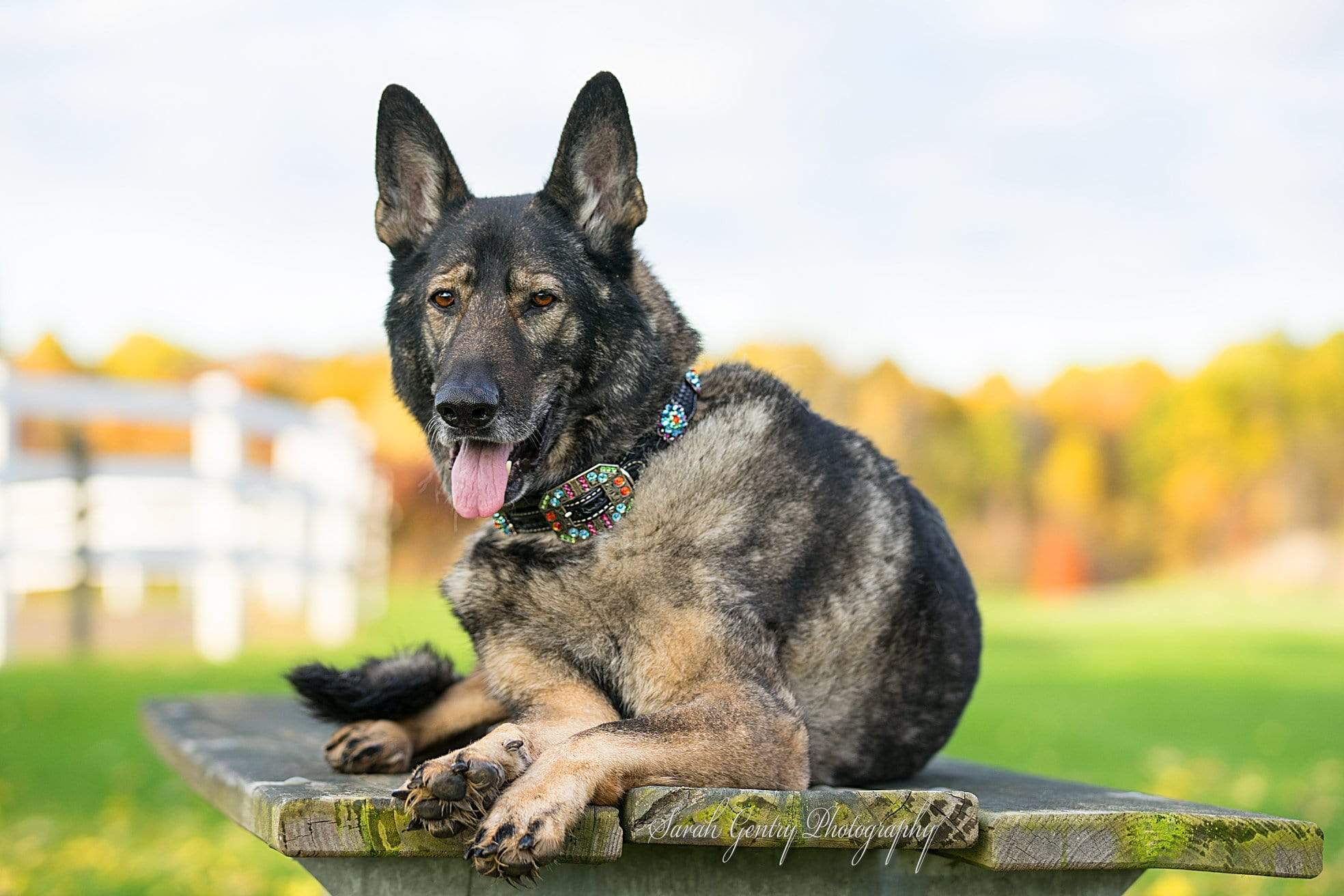 Rainbow Bridge Dog Collar