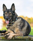 Rainbow Bridge Dog Collar