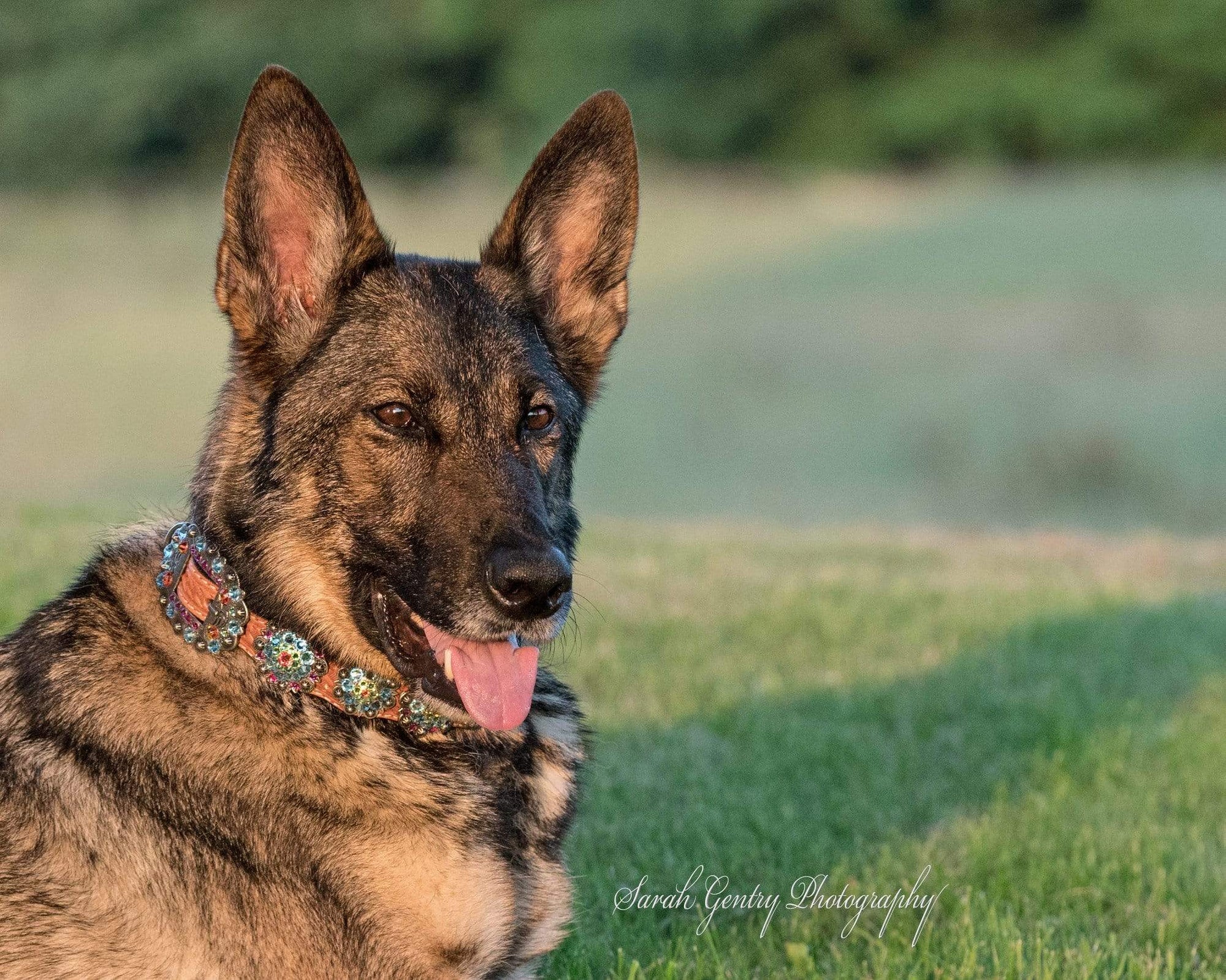 Rainbow Bridge Dog Collar