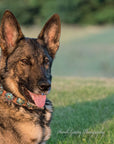 Rainbow Bridge Dog Collar
