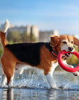 Dog Ring Toy