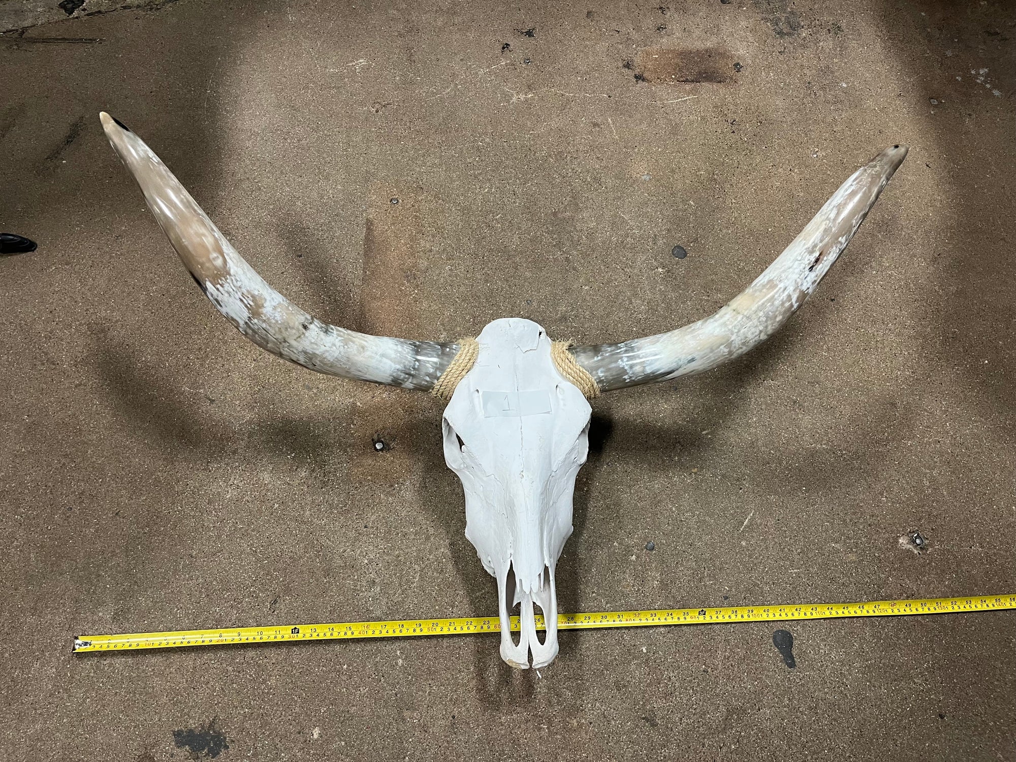 Cow Skulls With Polished Horns 4-5ft