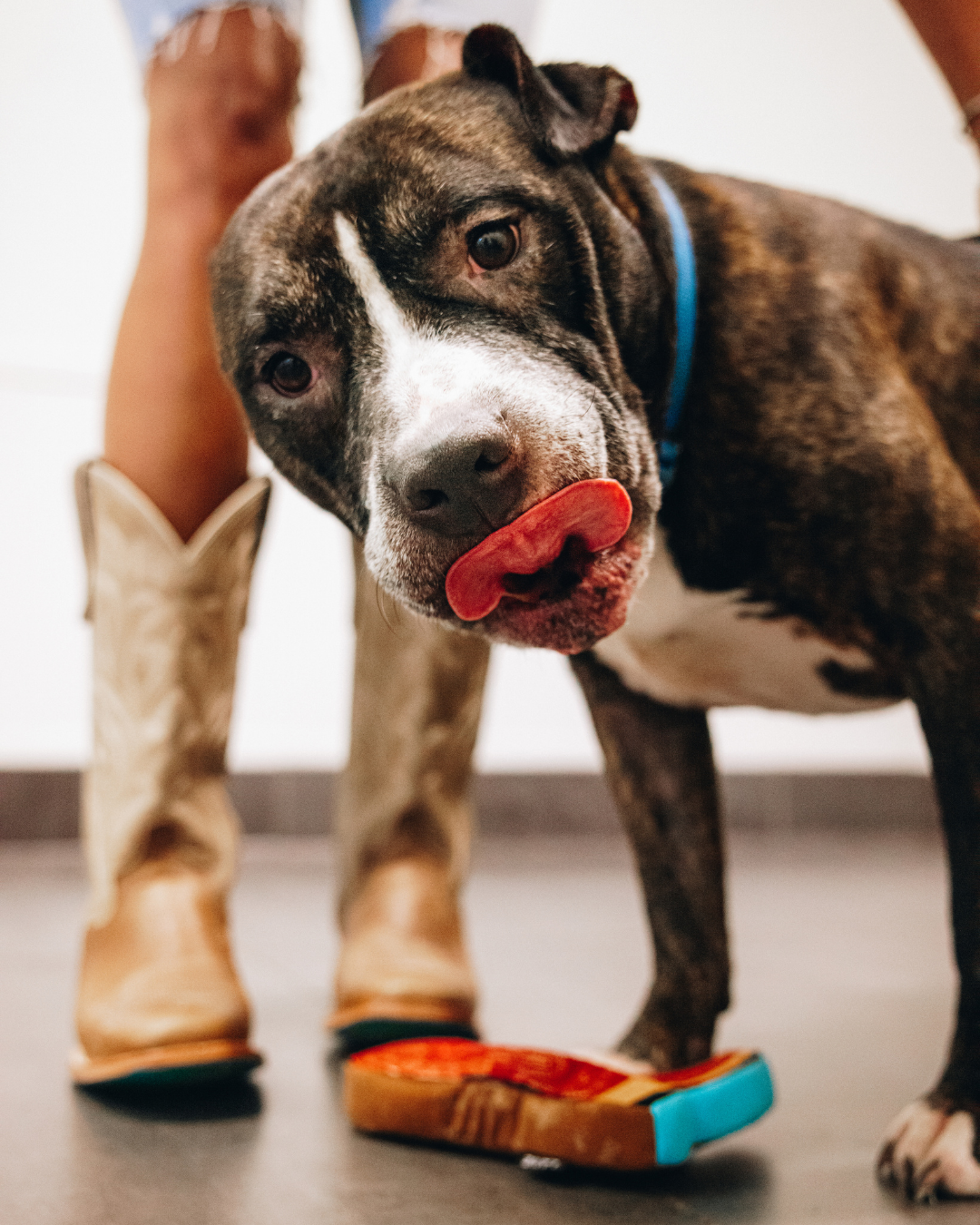 Lexington Dog Toy