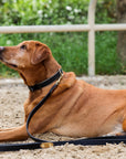 Halter Ego® Milan Dog Leash