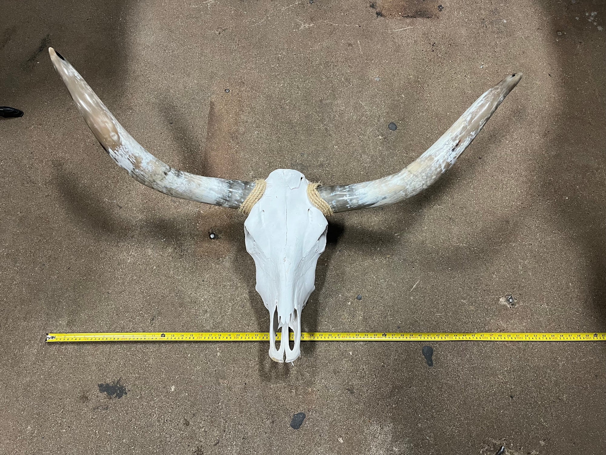 Cow Skulls With Polished Horns 4-5ft