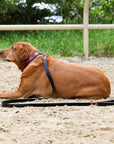 Halter Ego® Breanna Red Croc Leather Dog Collar