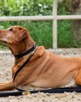 Halter Ego® Milan - Black Leather & Burnished Gold Trim Dog Collar