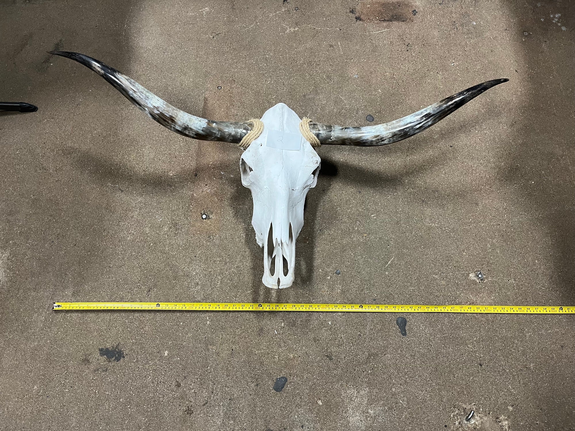 Cow Skulls With Polished Horns 4-5ft