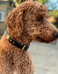 Halter Ego® Black Leather Safari Dog Collar