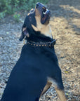 Halter Ego® Black Leather Safari Dog Collar