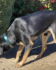 Halter Ego® Metallic Teal Croc Leather Dog Collar