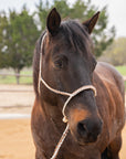 Brown and White Mule Tape Halter with Lariat Noseband