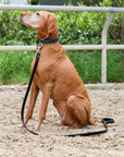 Halter Ego® Metallic Teal Dog Leash