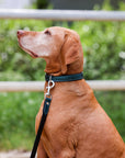 Halter Ego® Metallic Teal Dog Leash