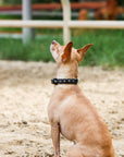 Halter Ego® Black Leather Safari Dog Collar