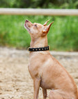 Halter Ego® Black Leather Safari Dog Collar