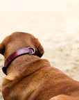 Halter Ego® Breanna Red Croc Leather Dog Collar