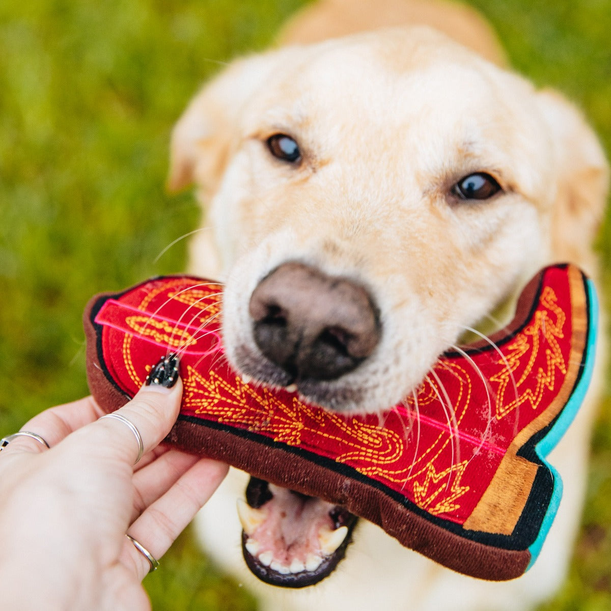 Lexington Dog Toy