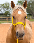 Yellow Mule Tape Halter